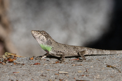 Pseudocalotes microlepis