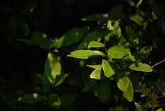 Atalantia monophylla