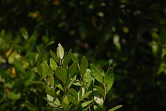 Atalantia monophylla