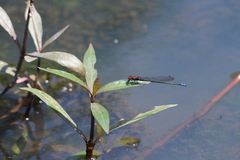 Pseudagrion massaicum