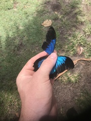 Papilio ulysses
