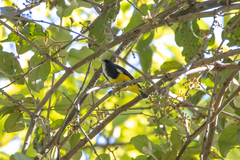 Dicaeum melanozanthum