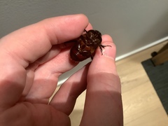 Adoryphorus coulonii