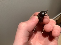 Adoryphorus coulonii