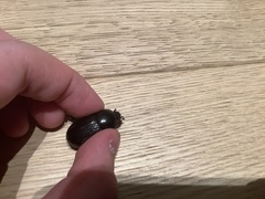 Adoryphorus coulonii