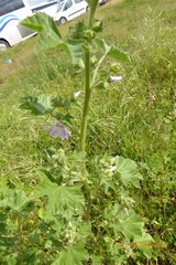 Malva multiflora