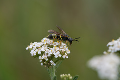 Tenthredo vespa