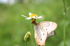 Anartia jatrophae