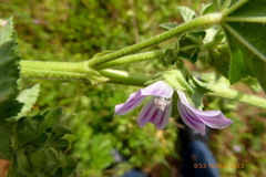 Malva multiflora