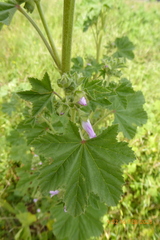 Malva multiflora
