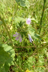 Malva multiflora