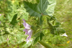 Malva multiflora