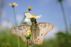 Anartia jatrophae