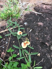 Macroptilium prostratum