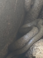 Dispholidus typus typus