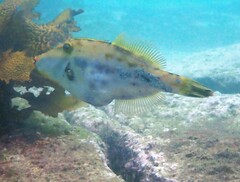 Scobinichthys granulatus