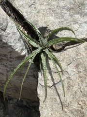 Ledebouria inquinata