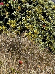Anthus nilghiriensis