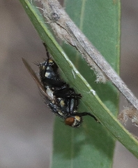 Oxysarcodexia varia