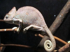 Chamaeleo calyptratus