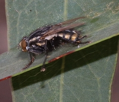 Oxysarcodexia varia
