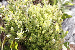 Protea witches broom phytoplasma