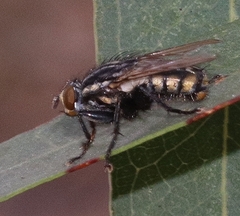Oxysarcodexia varia