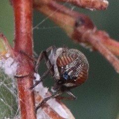 Stomorhina subapicalis