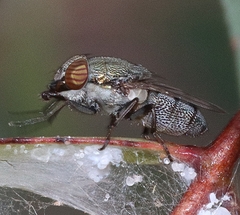 Stomorhina subapicalis