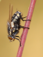 Oxysarcodexia varia