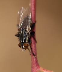 Oxysarcodexia varia