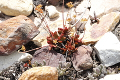 Crassula pubescens