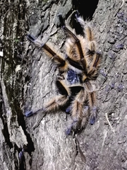 Phrixotrichus vulpinus