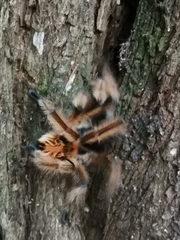 Phrixotrichus vulpinus