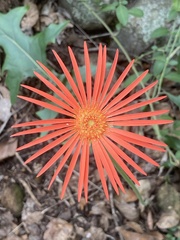 Gerbera jamesonii