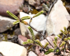 Crassula muscosa