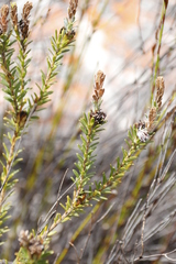 Adenandra gummifera