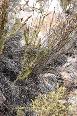 Adenandra gummifera