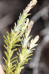 Adenandra gummifera