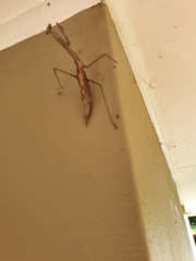 Archimantis latistyla