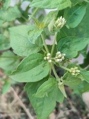Chromolaena odorata