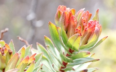 Lobostemon sanguineus