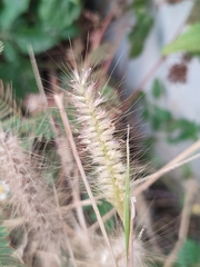 Cenchrus polystachios