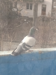 Columba livia domestica