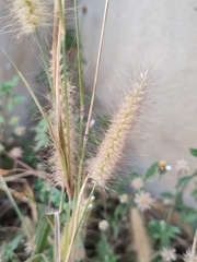 Cenchrus polystachios