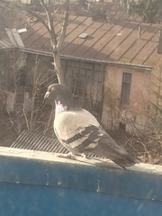 Columba livia domestica