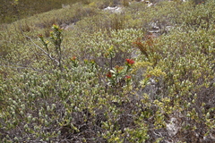 Adenandra gummifera