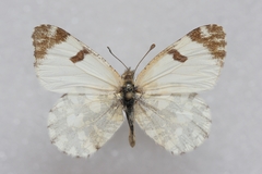 Euchloe crameri
