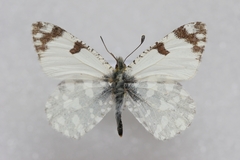 Euchloe crameri