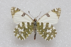 Euchloe crameri